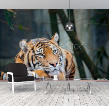 Picture of Endangered Sumatran Tiger